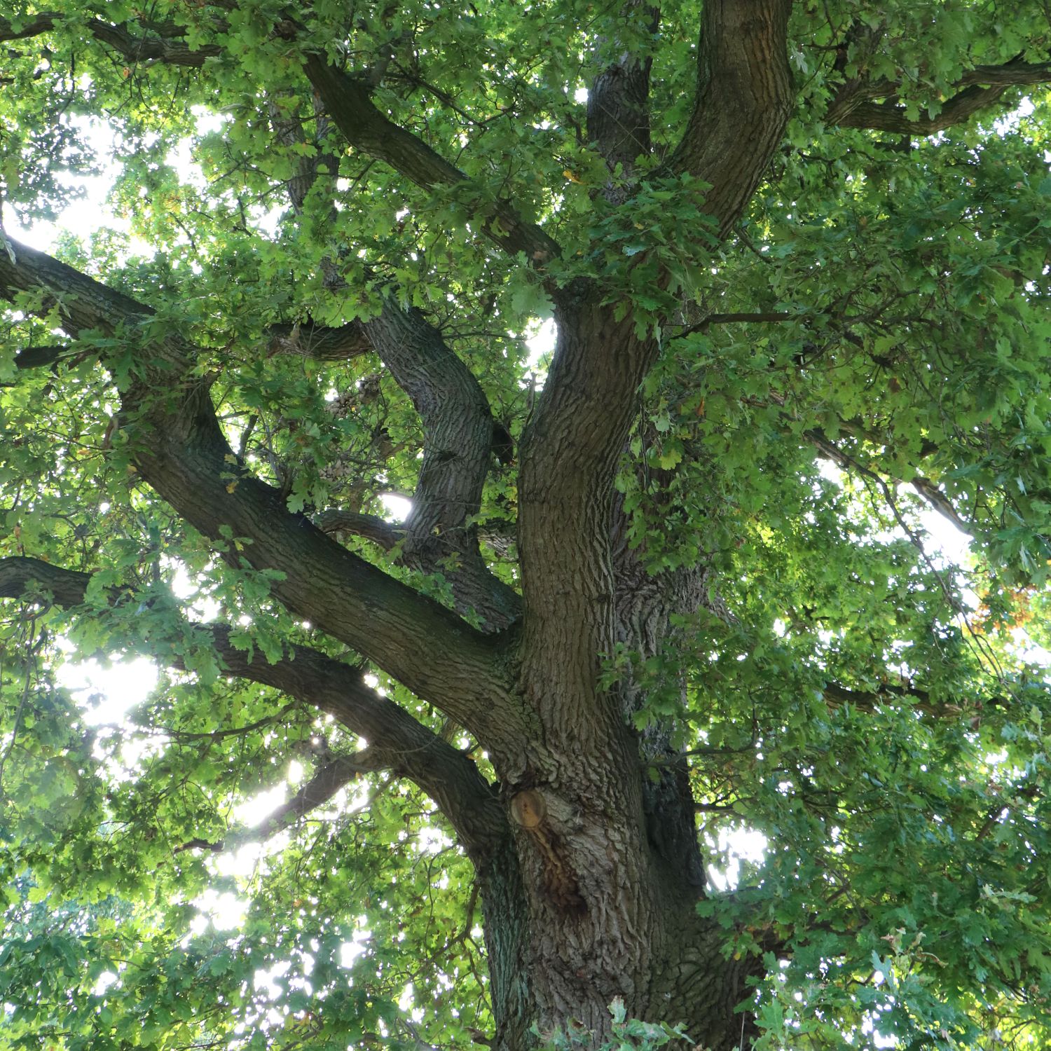 Deutsche Eiche / Stiel-Eiche - Quercus robur - Pflanzenschleuder